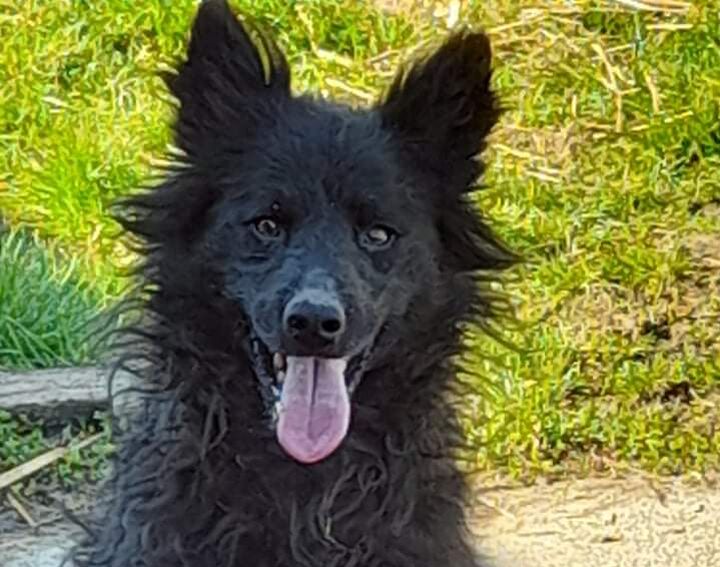 Oscar