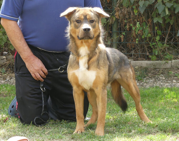 Vogo