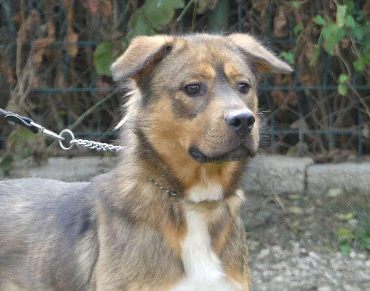 Vogo 2