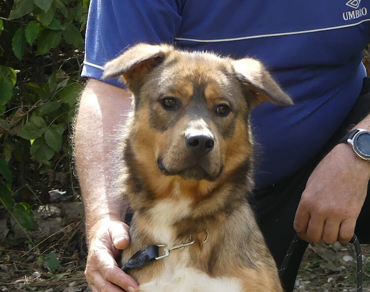 Vogo 3