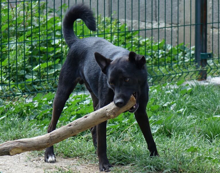 Slavko 13