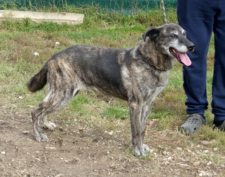 Nala 6