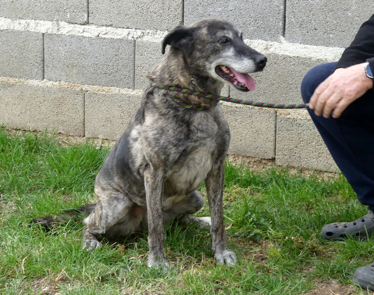 Nala 7