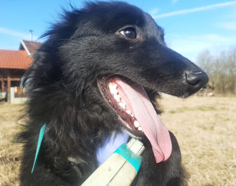 Bella 2