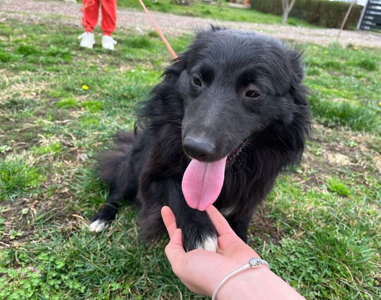 Bella 4
