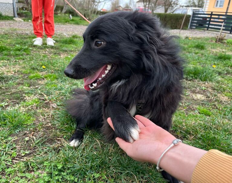 Bella 6