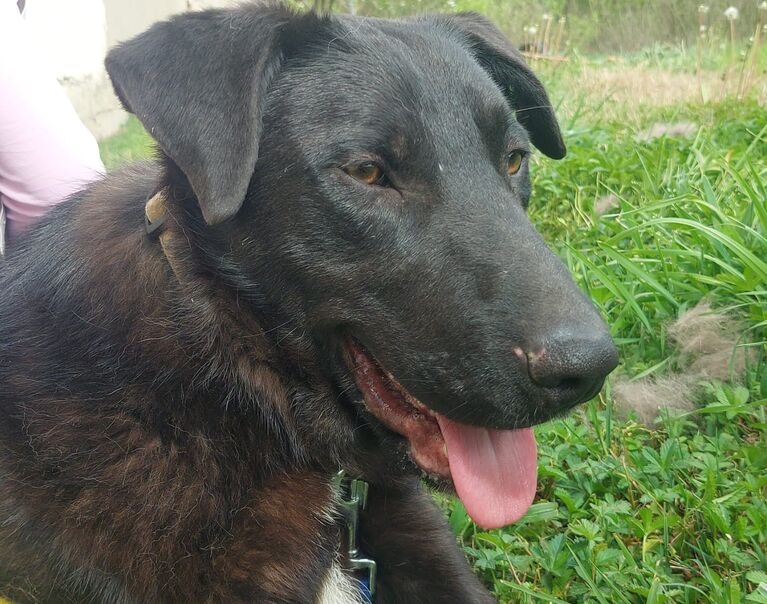 Oreo 2