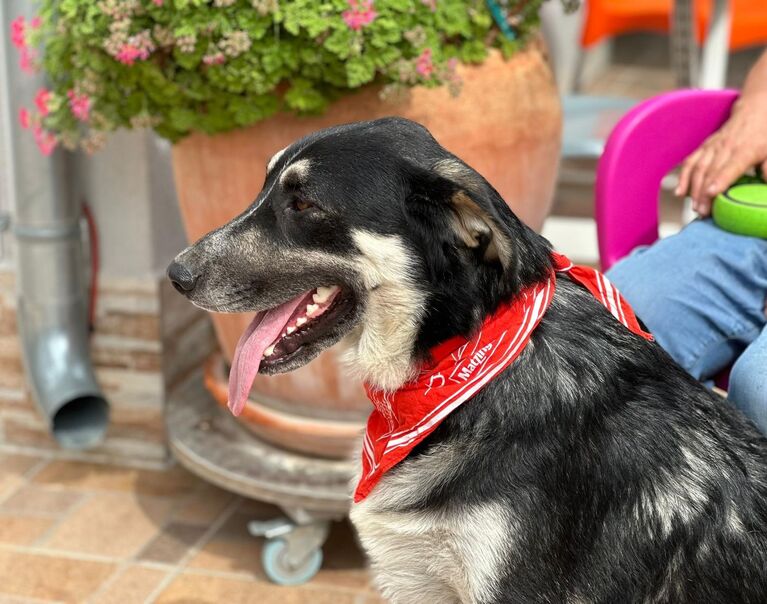 Zorro
