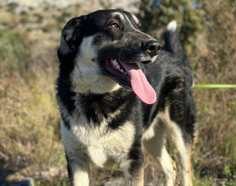 Zorro 18