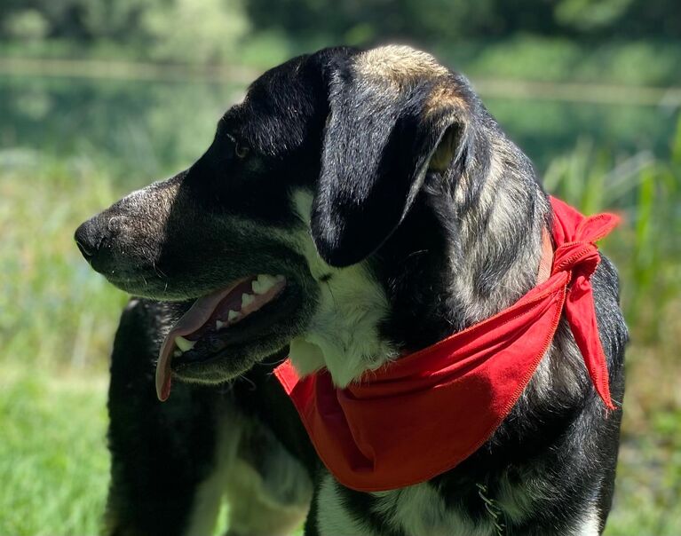 Zorro 4
