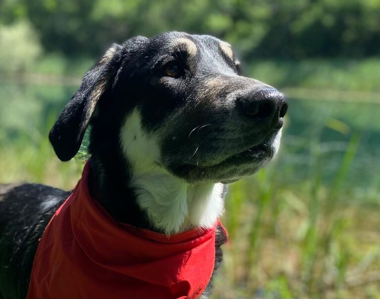Zorro 5