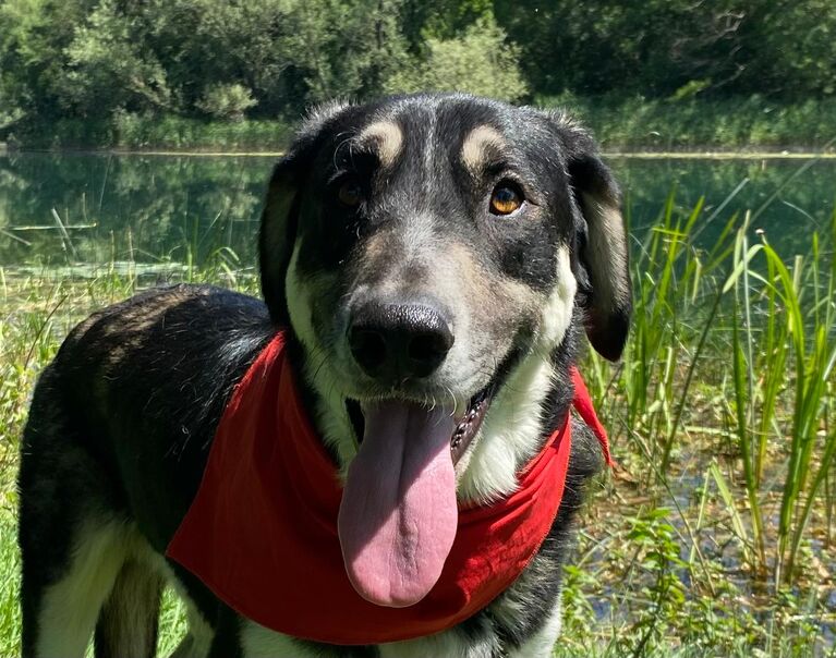 Zorro 8