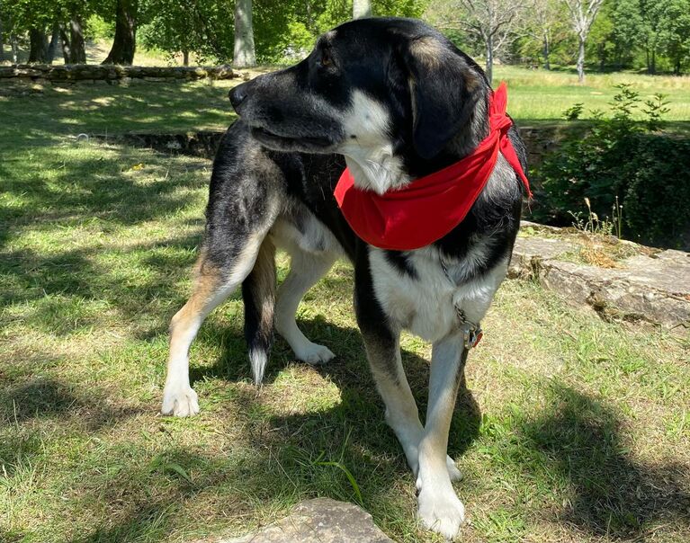 Zorro 9