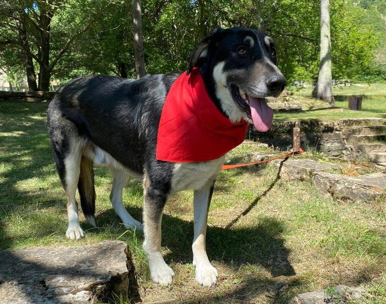 Zorro 10
