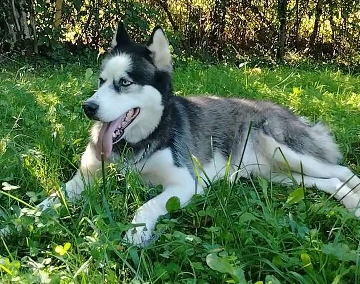 Ares