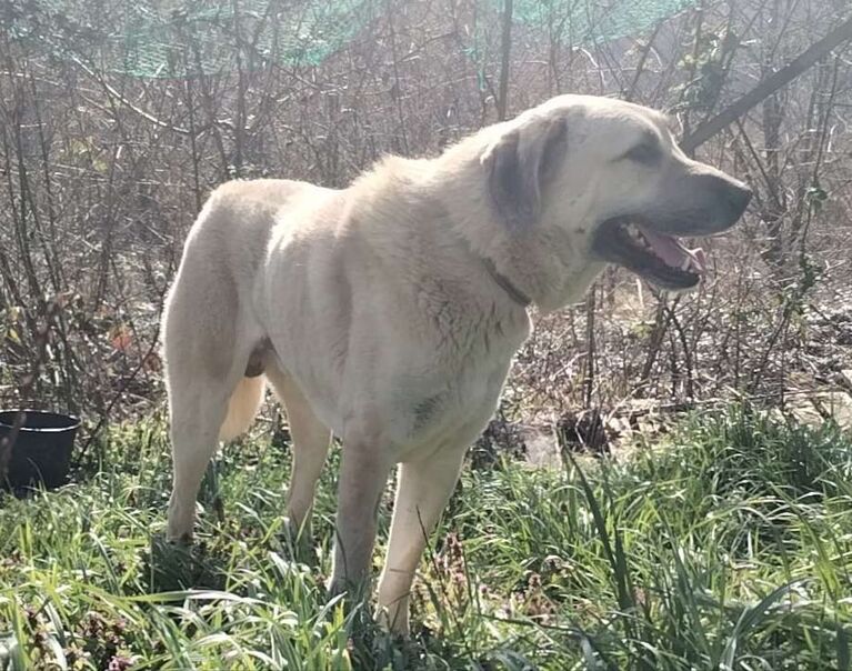 Rufus