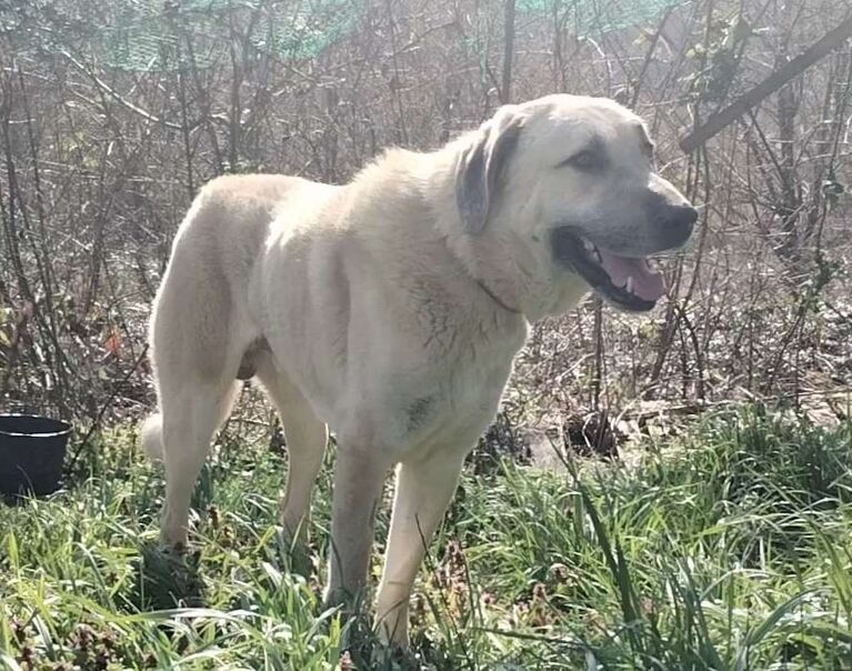 Rufus 2