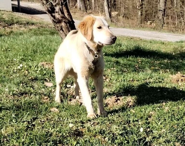 Slađa