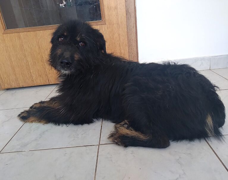 Winston 6