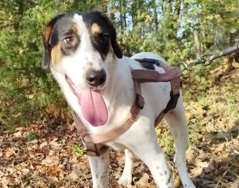 Archie