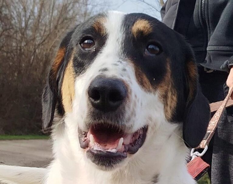 Archie
