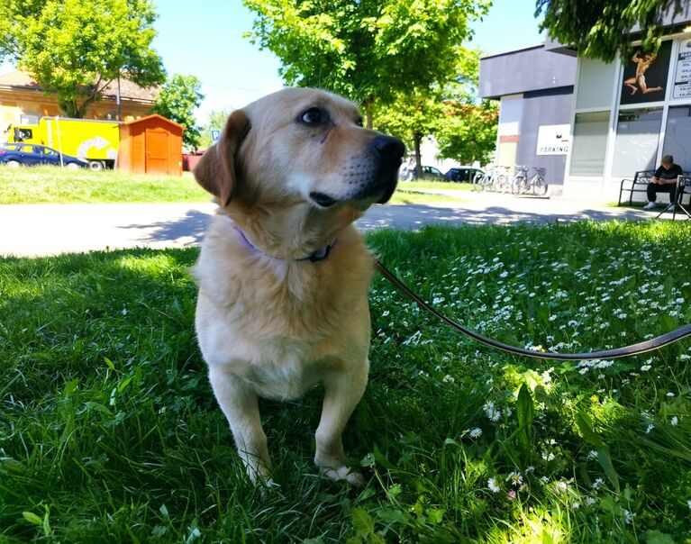 Willi