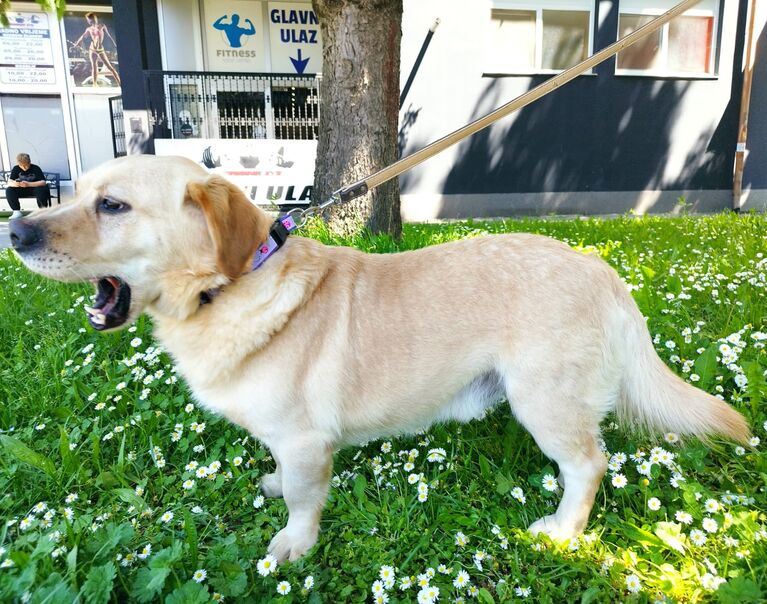 Willi 7