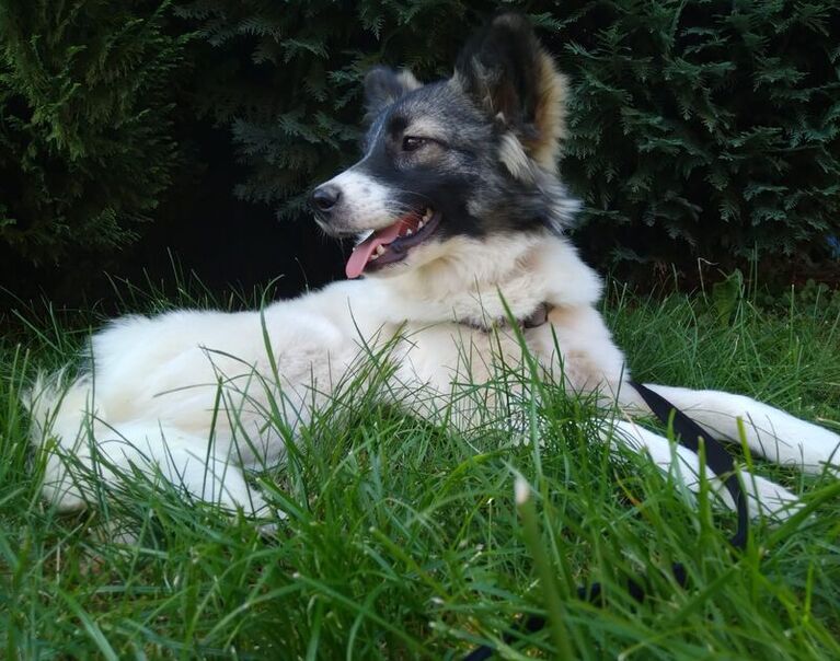 Lucy 3