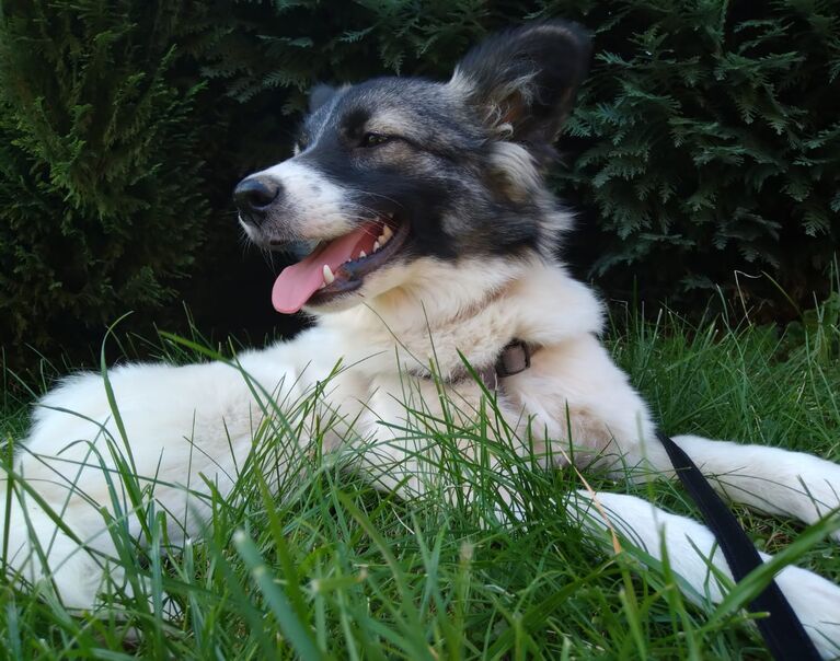 Lucy 4