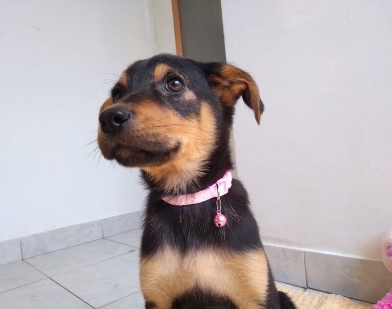 Welpe rosa Halsband