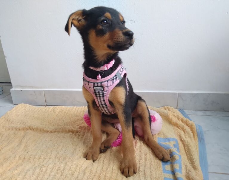 Welpe rosa Halsband 4
