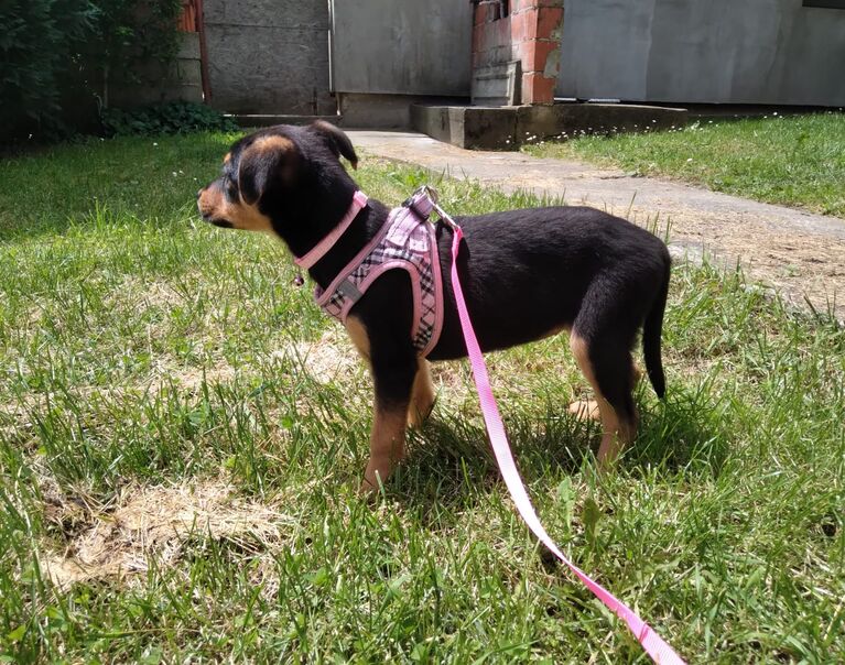 Welpe rosa Halsband 6