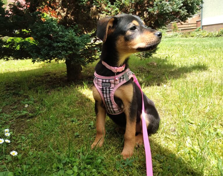 Welpe rosa Halsband 9