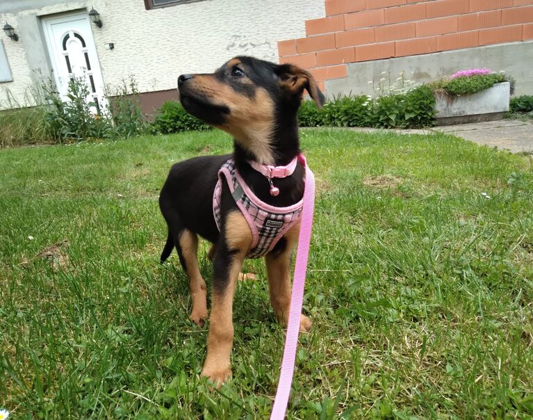 Welpe rosa Halsband 10