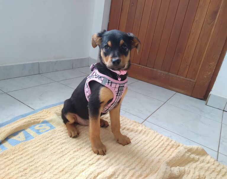 Welpe rosa Halsband 13