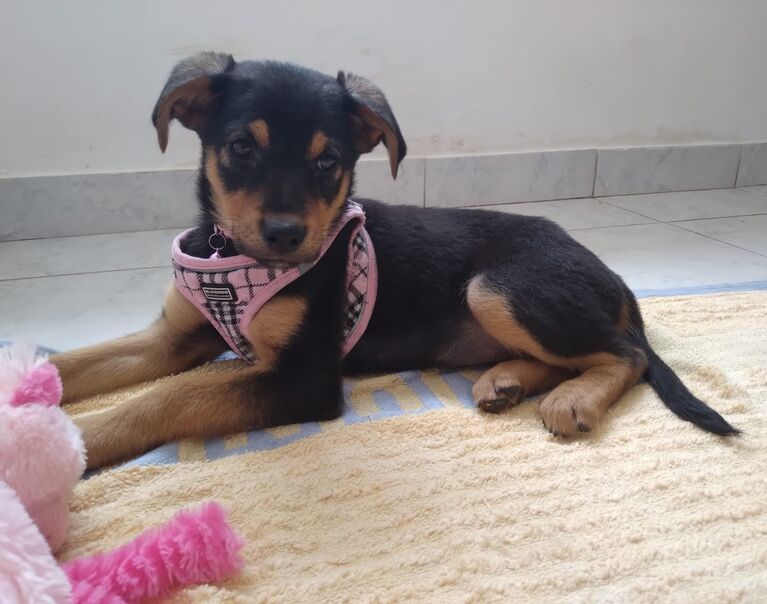 Welpe rosa Halsband 14