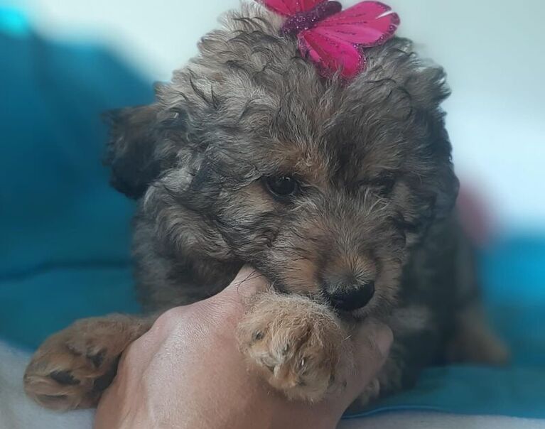 Molly 2