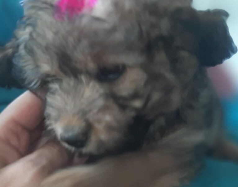 Molly 7