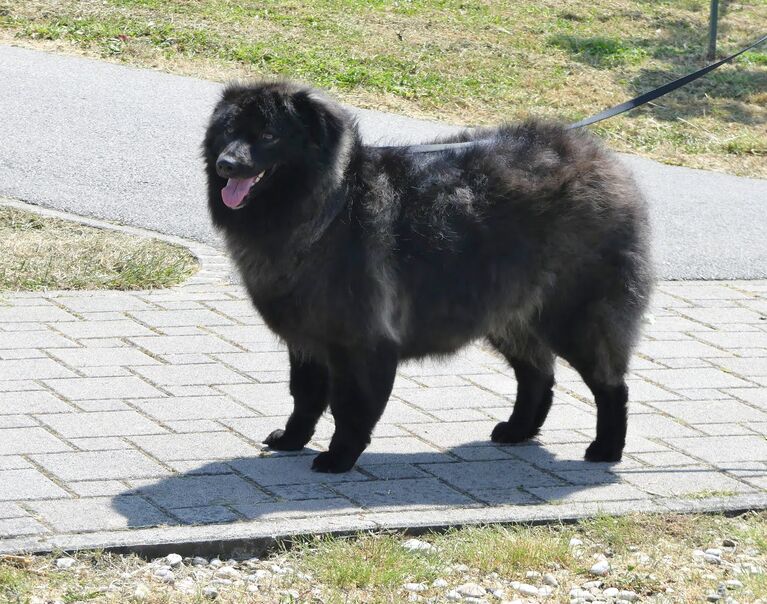 Pepita