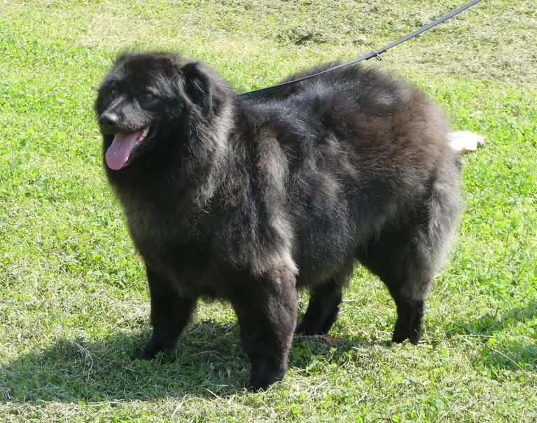 Pepita 3