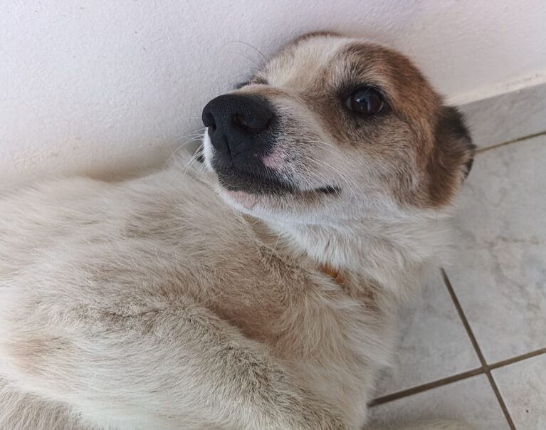 Snoopy