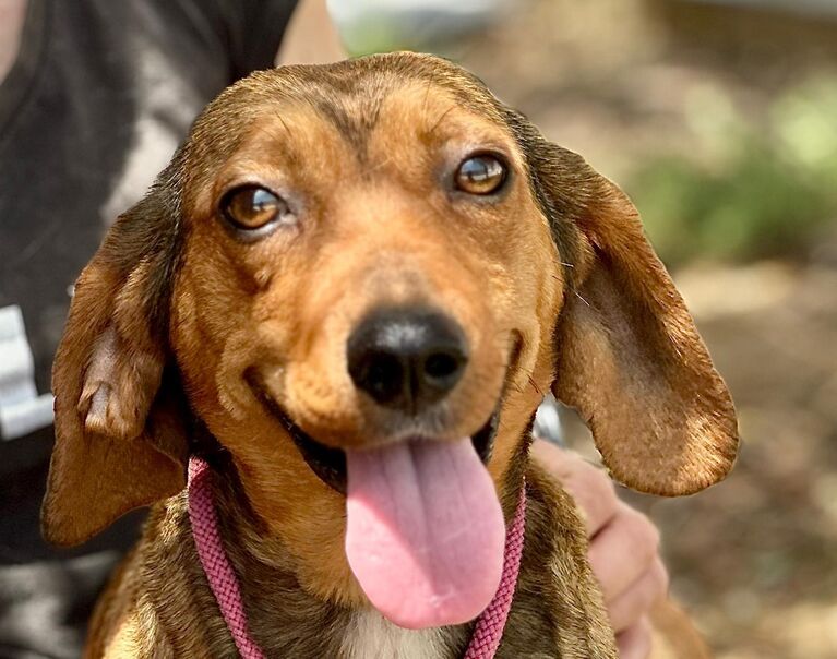 Perrita 2