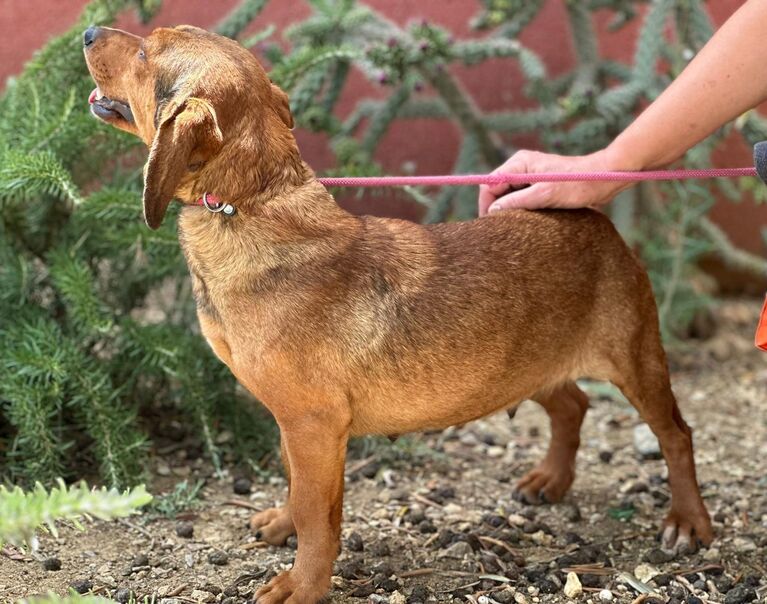 Perrita 3