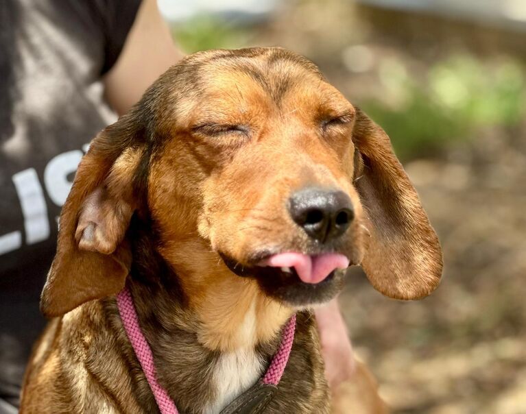 Perrita 4