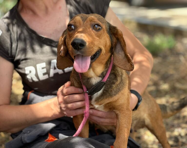 Perrita 5