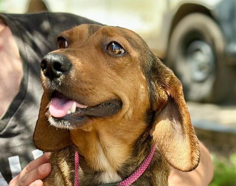 Perrita 6