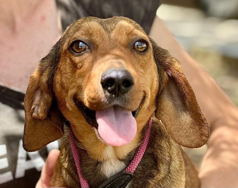 Perrita 7
