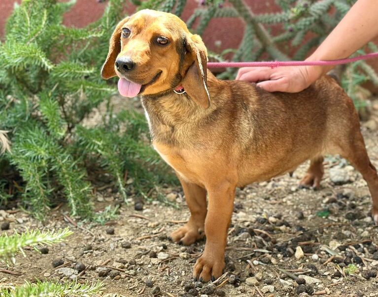 Perrita 8