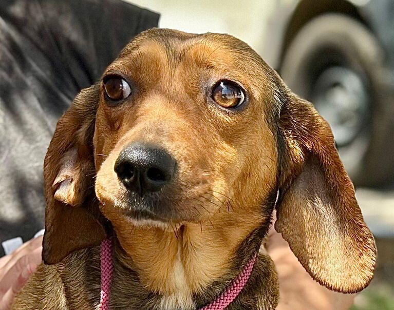Perrita 9