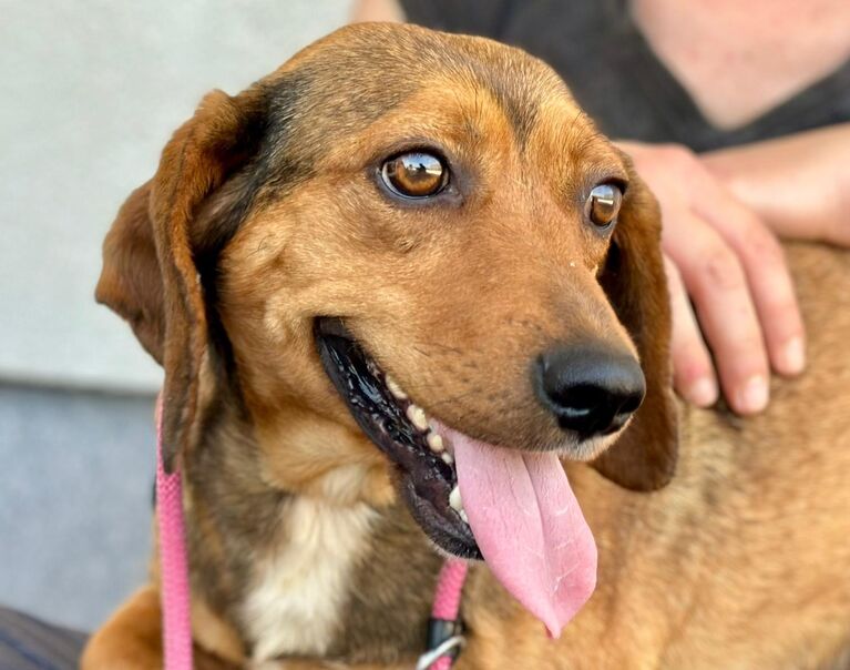 Perrita 10